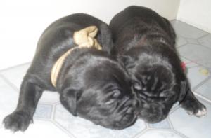 CaneCorsoPupsforsale